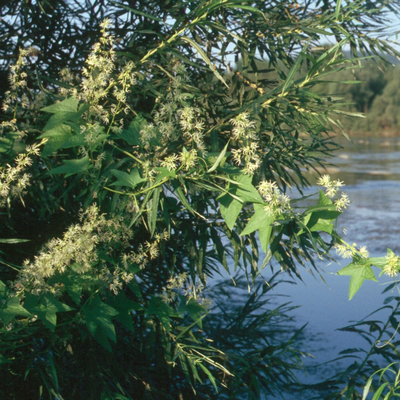 Green leafy vine with white spiked flowers growing around a tree by a river.