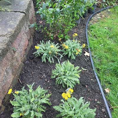 Yarrow plants in a garden bed.