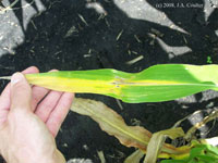 corn leaf with yellow streaking