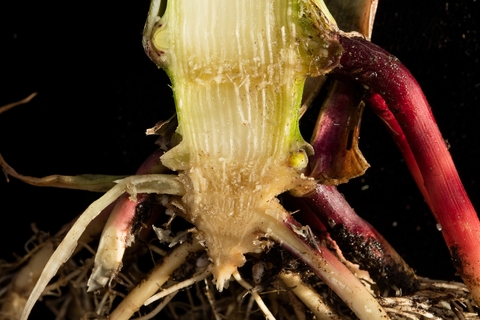 corn-stalk-split-late-veg