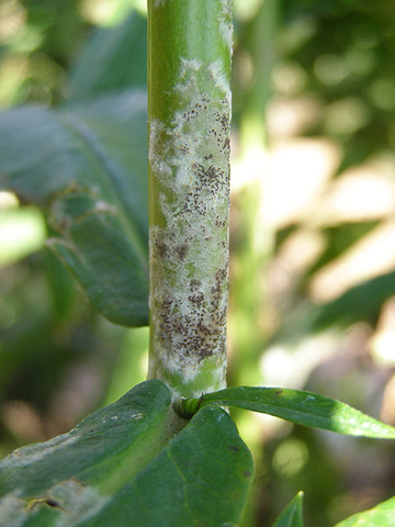 Resting structures of powdery mildew