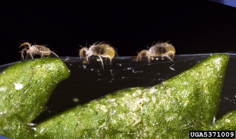 three adult twospotted spider mites traveling across webbing on a plant leaf.