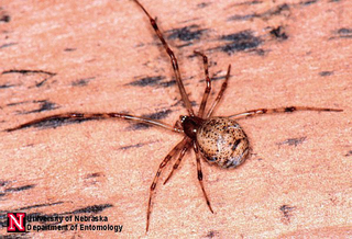 Grayish American house spider with rounded abdomen