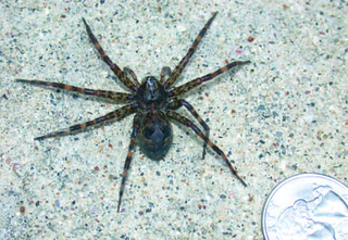 A large brown-gray fishing spider with all legs spread out