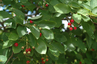 Green oval leaves and clusters of red and green ripening fruit of serviceberry