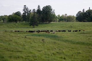 Beef cattle in field.