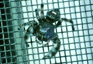 Dark-colored jumping spider with white markings