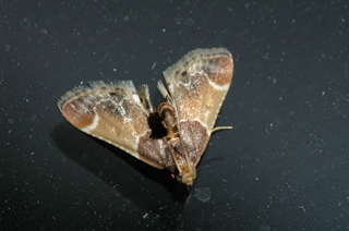 adult meal moth 