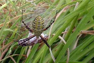 Banded argiope spider crawling on grass