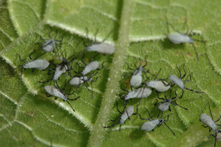 The growing nymphs become light gray in this stage