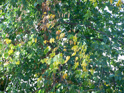 Yellow, wilting leaves on an elm