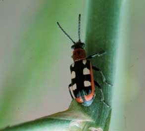 Bug with orange head and black wings with white spots and orange edges on a stem.