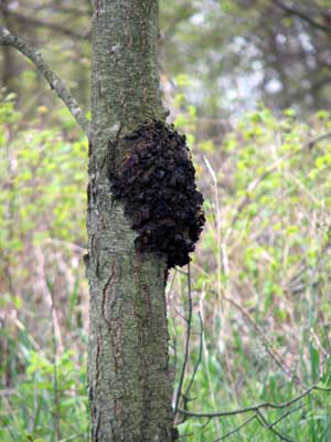 Tree trunk with large dark-colored bumpy mass 