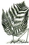 An illustration of a brackenfern