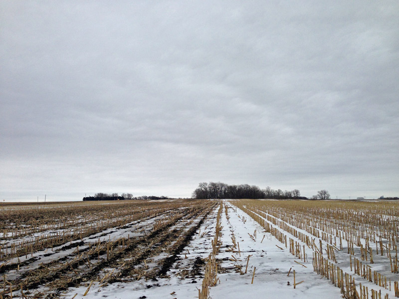 snow covered field with crop residue.