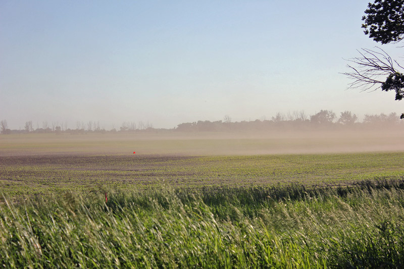 open field with young plants and wind blowing dust and soil .