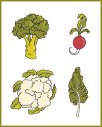 Diagram of vegetables in the cabbage family.