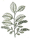 An illustration of a chokecherry plant