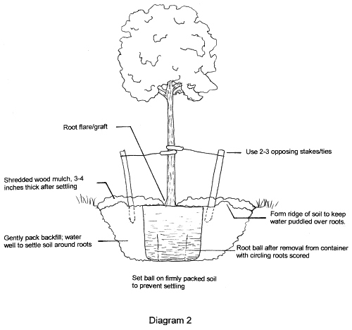 Black and white diagram showing steps for planting a containerized tree.