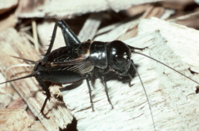 A black insect with long wings covering the body and long antennae