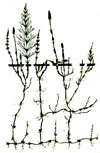 An illustration of a horsetail plant