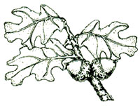 An illustration of an oak leaf
