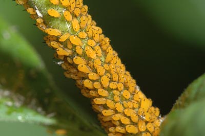 Several bright yellow aphids feeding on a green stem