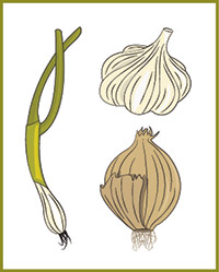 Diagram of vegetables in the onion family.