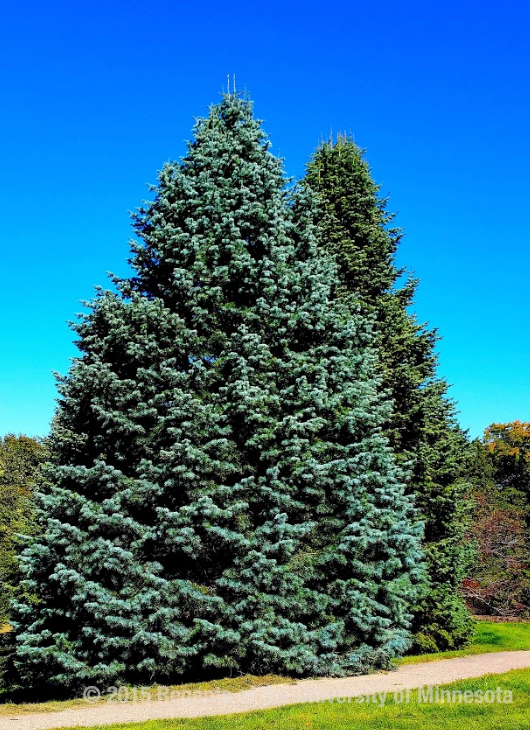 Large blue evergreen tree in front of another similar tree with a walking path and grass in front.