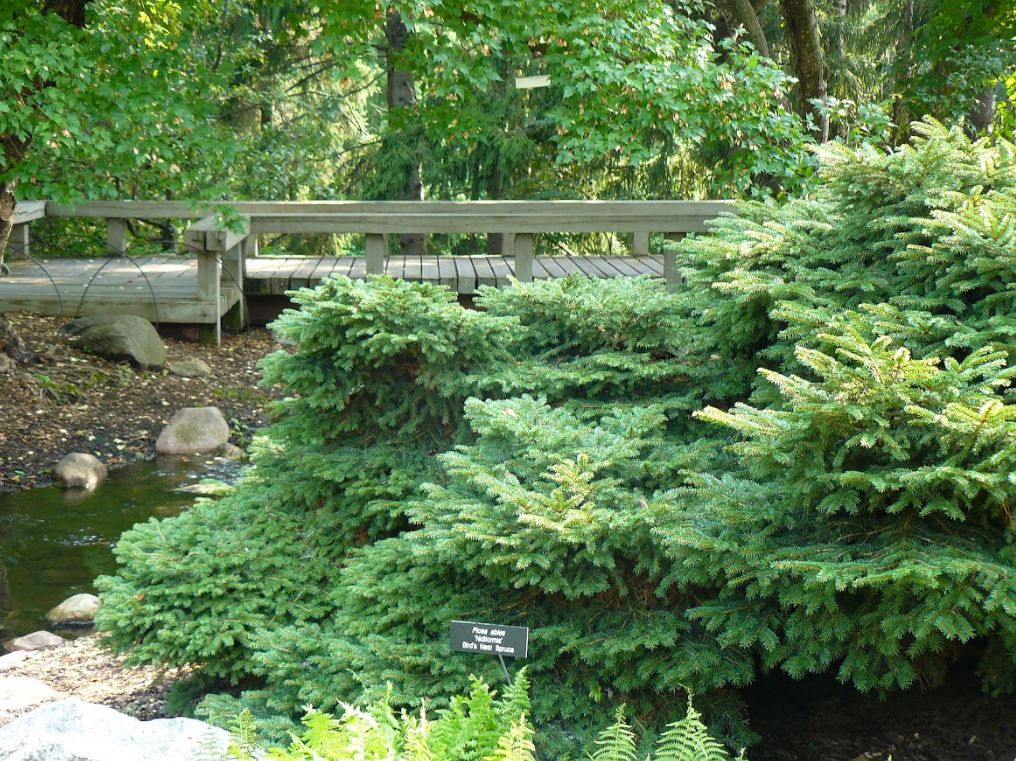 An evergreen shrub next to a creek with rocks, trees and a bridge in the background.