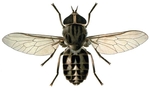 Adult horse fly