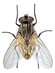 Adult house fly