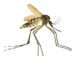 Adult mosquito