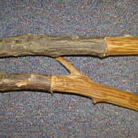 Two brown branches with light brown streaks in the sapwood