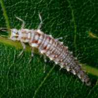a white, brown and gray caterpillar type insect on a leaf.