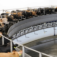 circular milking parlor with cows
