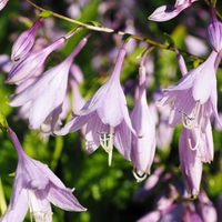 Several stalks or stems of purple bell-shaped flowers.