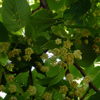 Small yellow linden flowers on a tree.