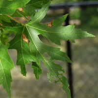 brown blotches and holes on maple leaves