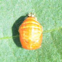 insect with a rounded orange body