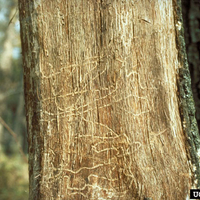 S-shaped galleries on a bark