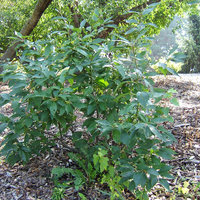 Winterberry shrub in summer in a wooded area.