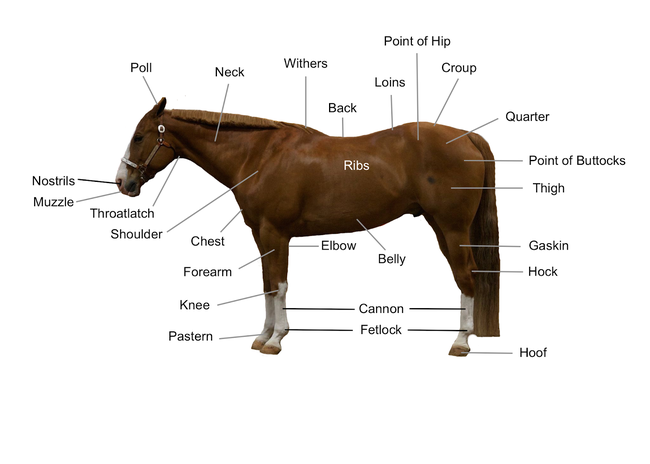 Diagram of horse that points to the location of different body parts including poll, neck, withers, back, ribs, loins, point of hip, croup, quarter, points of buttocks, thigh, gaskin, hock, hoof, fetlock, cannon, belly, elbow, pastern, knee, forearm, chest, shoulder, throatlatch, muzzle and nostrils.