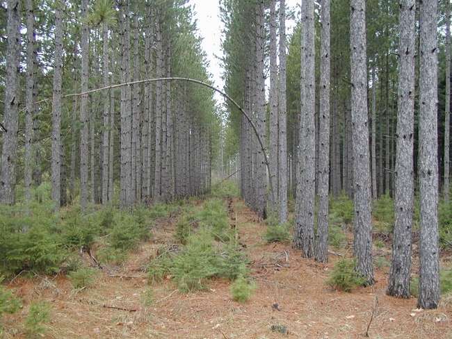 White pine saplings growing under red pine canopy