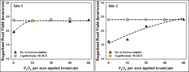 Two graphs showing sugarbeet yield response to P in low and medium soil test P.