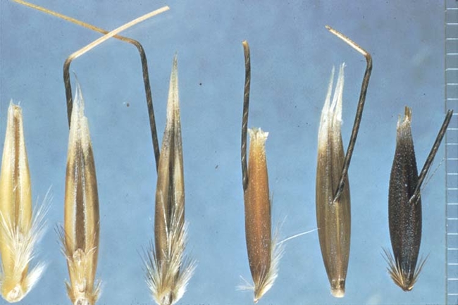 Wild oat seeds or grains.