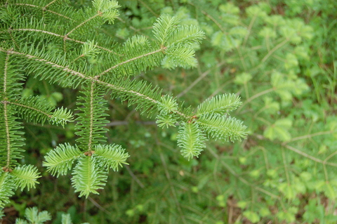 balsam fir branches