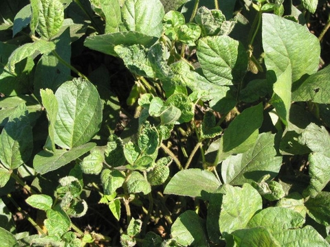 close up view of green soybean plants with dwarfed leaves.