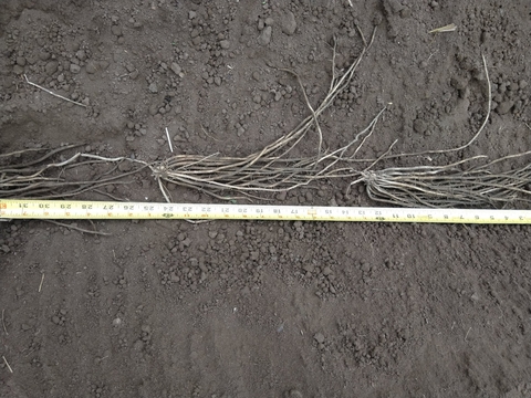 Photo demonstrating the spacing of an asparagus plant