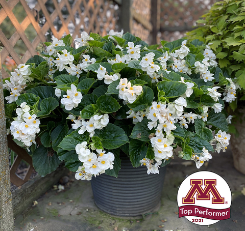 Pot of white begonias sitting on a patio in front of a wooden trellis.